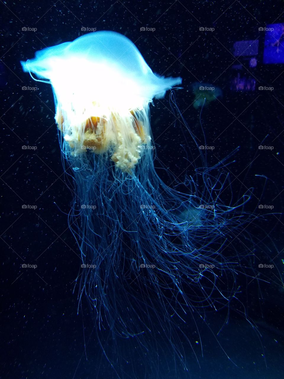 Jellyfish in the Baltimore aquarium