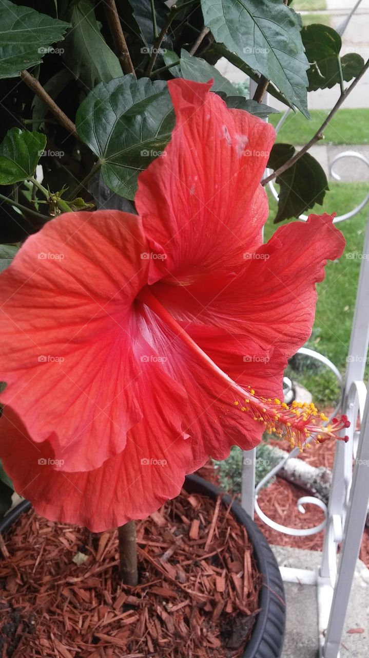 Blooming Hibiscus