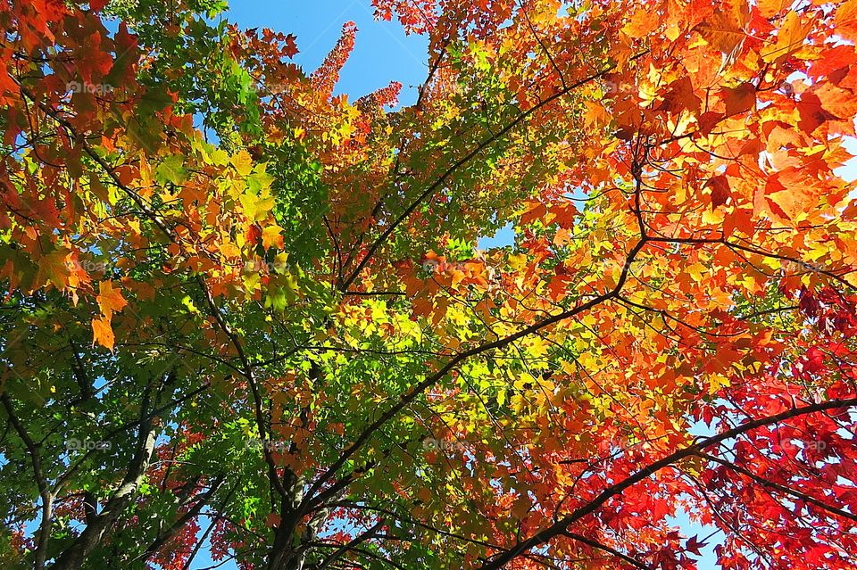 Diversity of colors on a tree in Fall