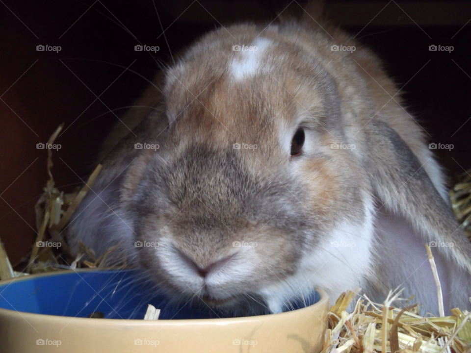 pet rabbit fluffy furry by tommygirl-uk