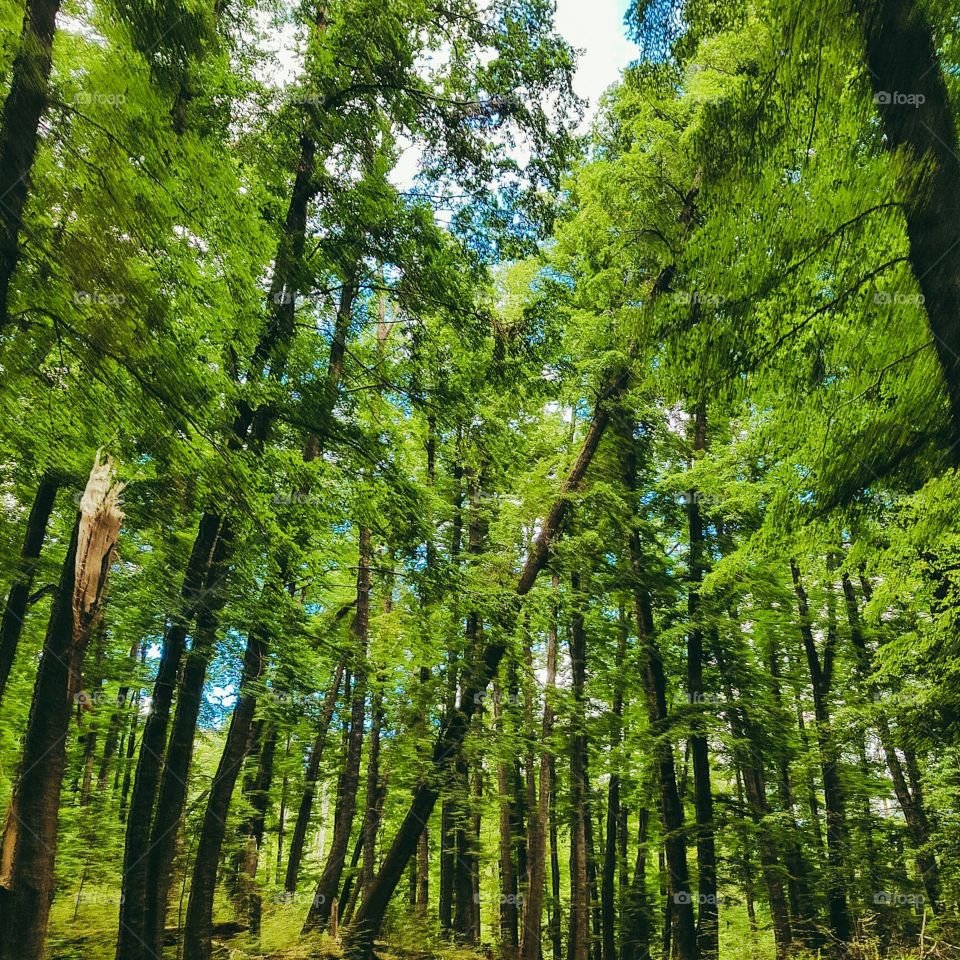 Beech forest