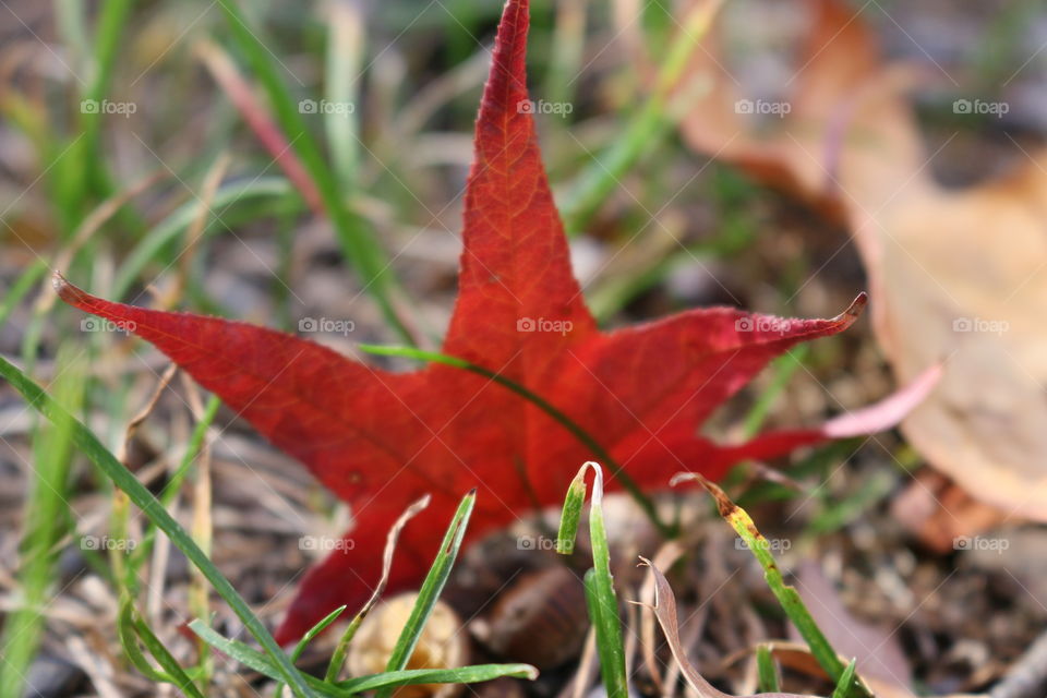 Fallen leaf