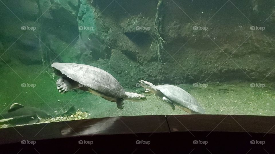 turtles