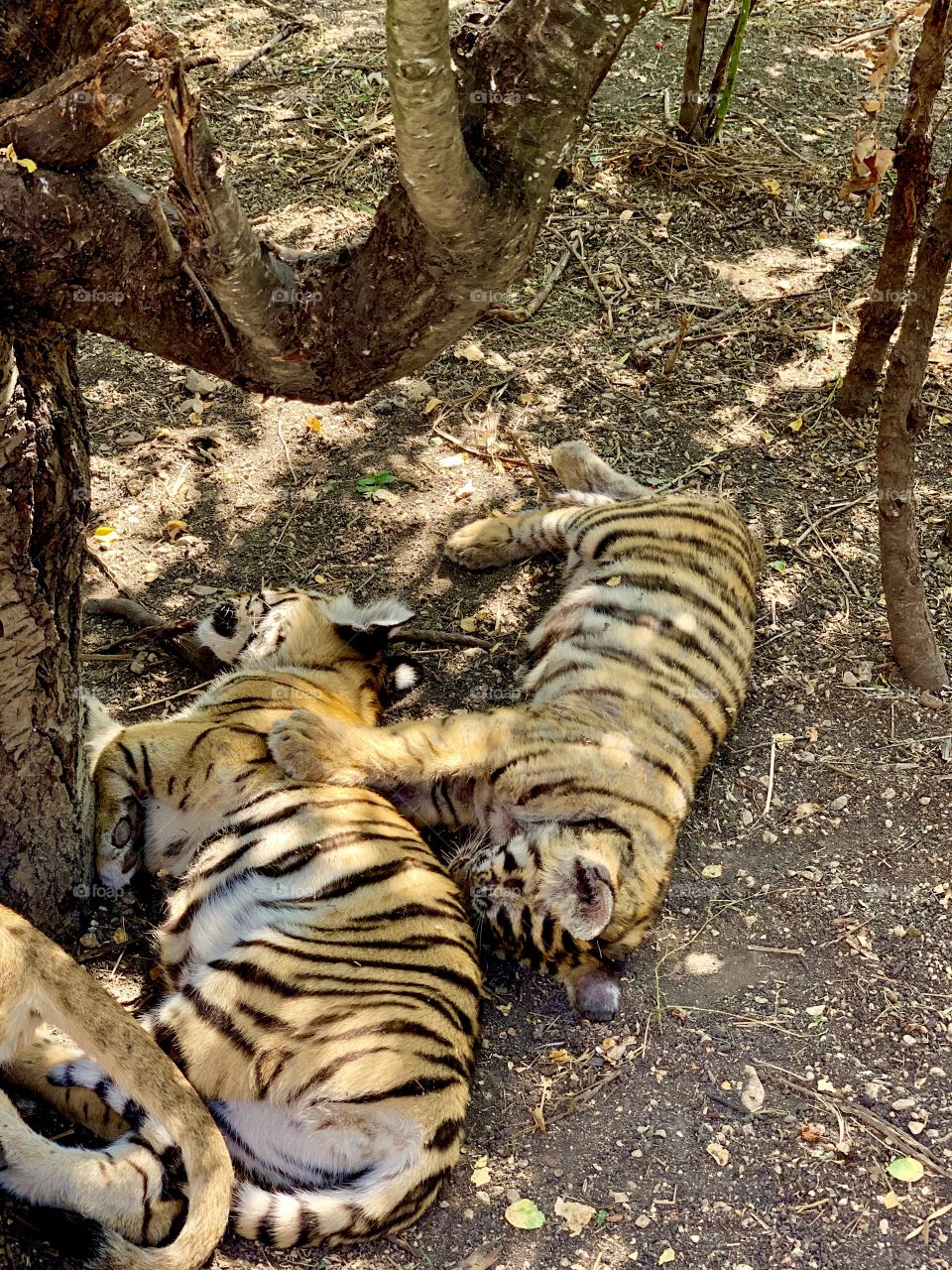 little tiger cubs sleep
