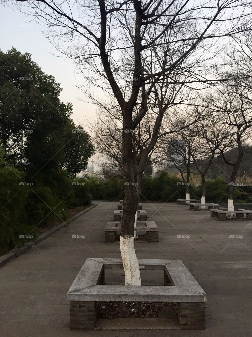 Trees on a sidewalk