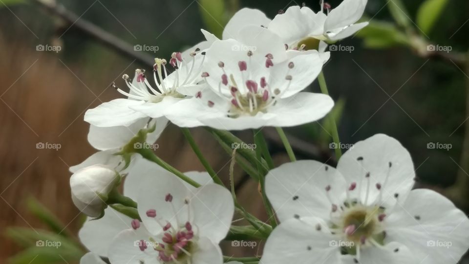 Flower, Flora, Nature, Petal, Blooming