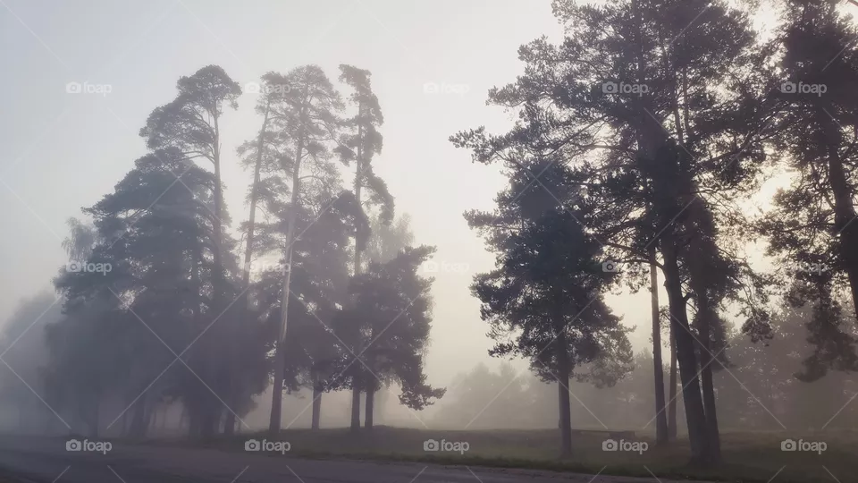 the fog