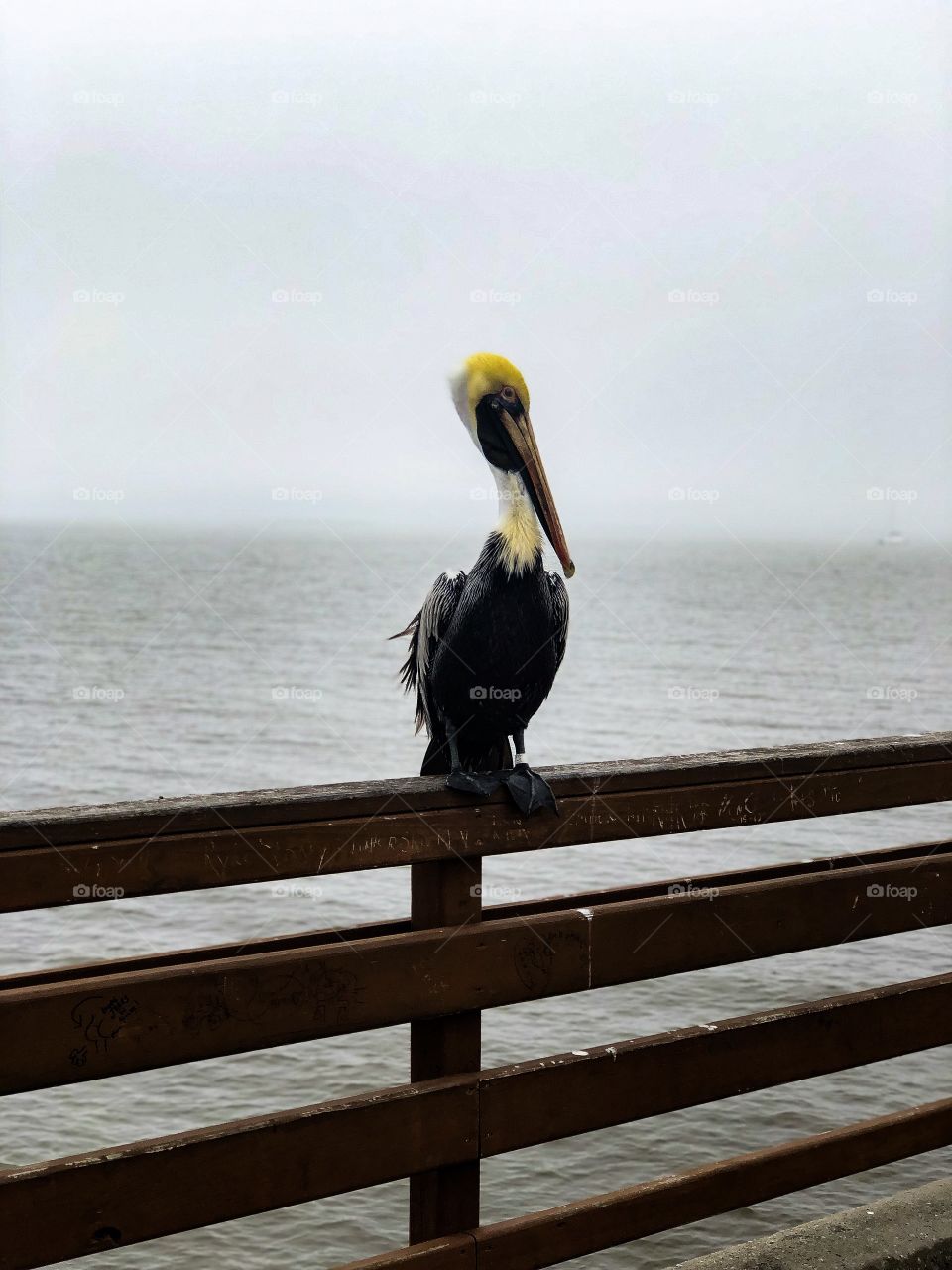 Pelican friend