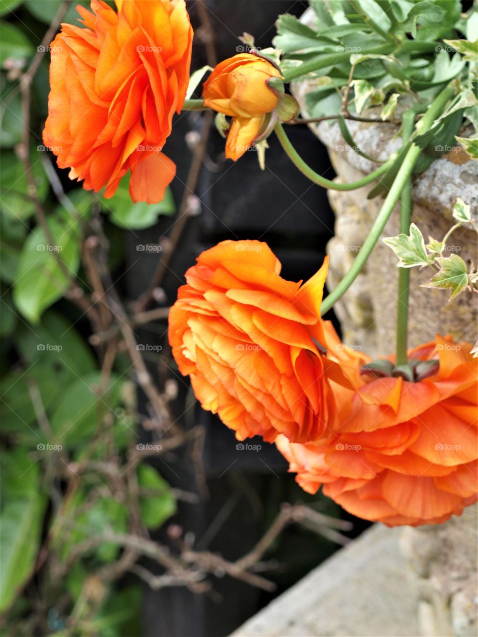 Beautiful giant orange buttercups