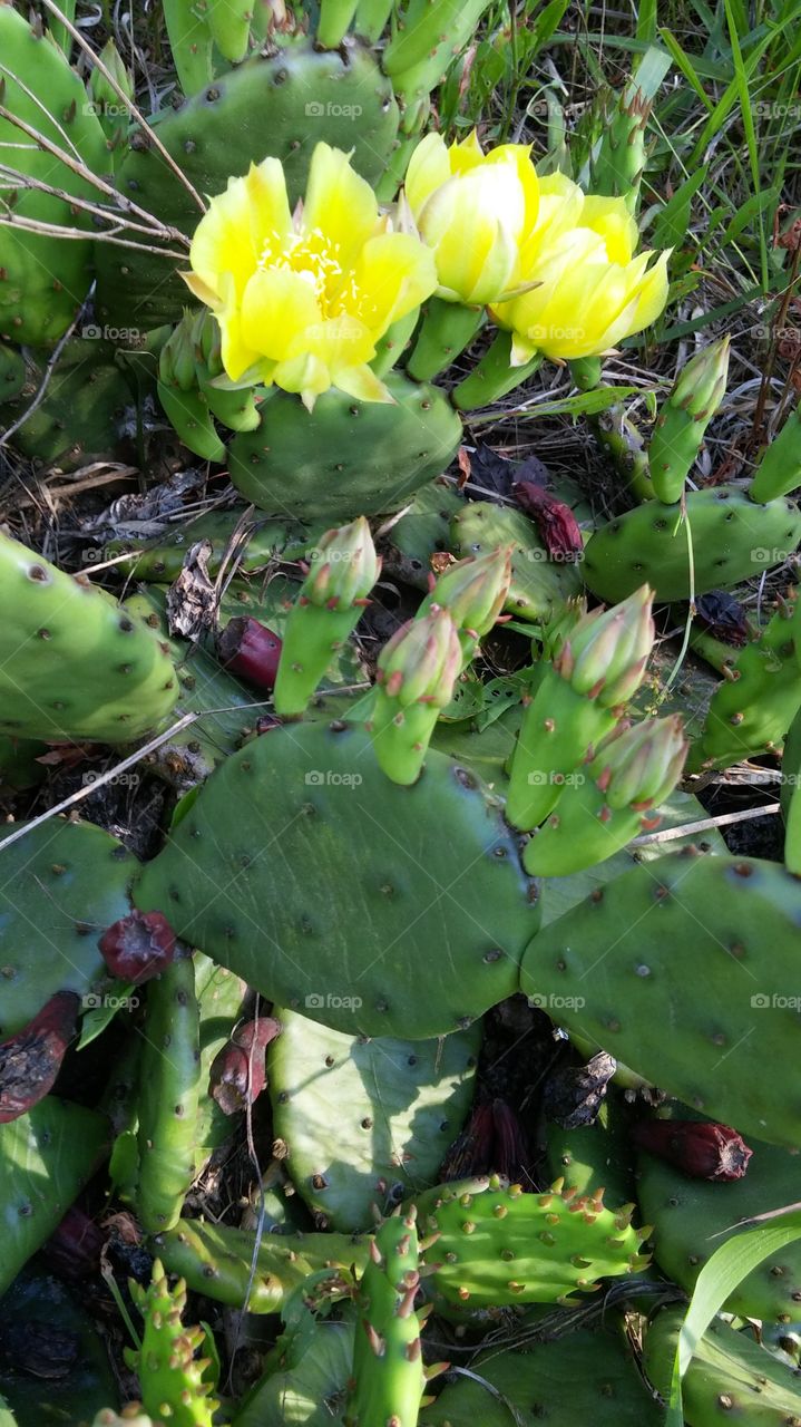 Prickly pear blooming