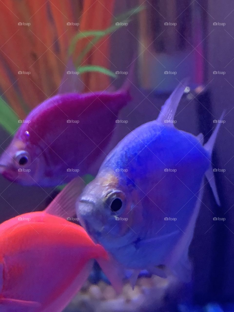 Neon tetra fish 