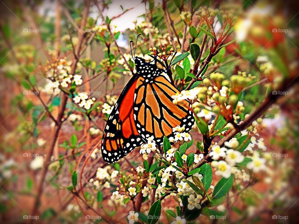 Monarch butterfly 