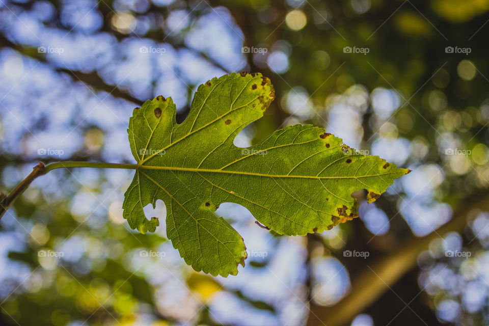 leaf against the sky