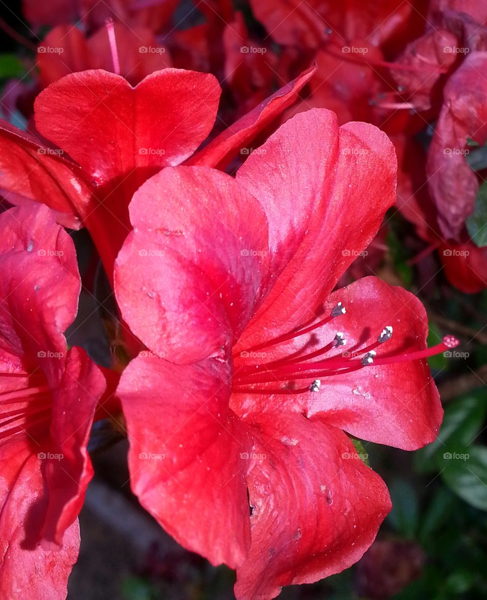 red azalea