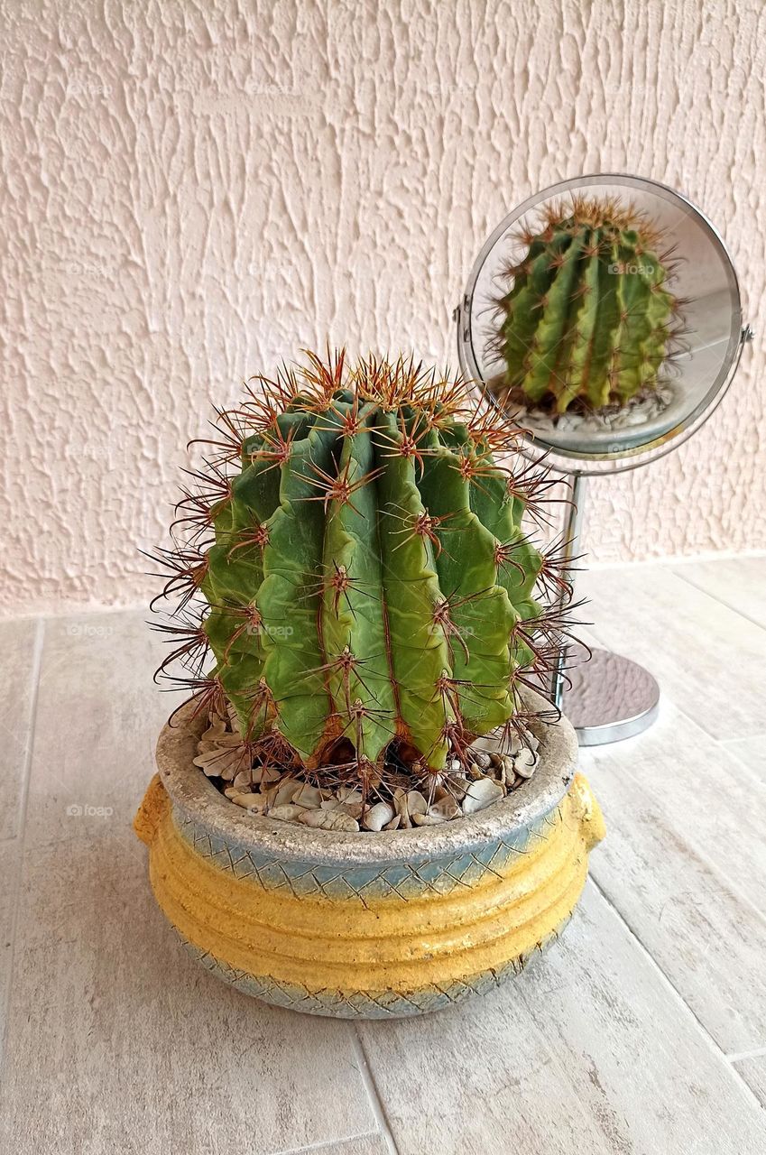 cactus house plant in the pot and reflection in mirror 🪞 on a wall background, portrait plant