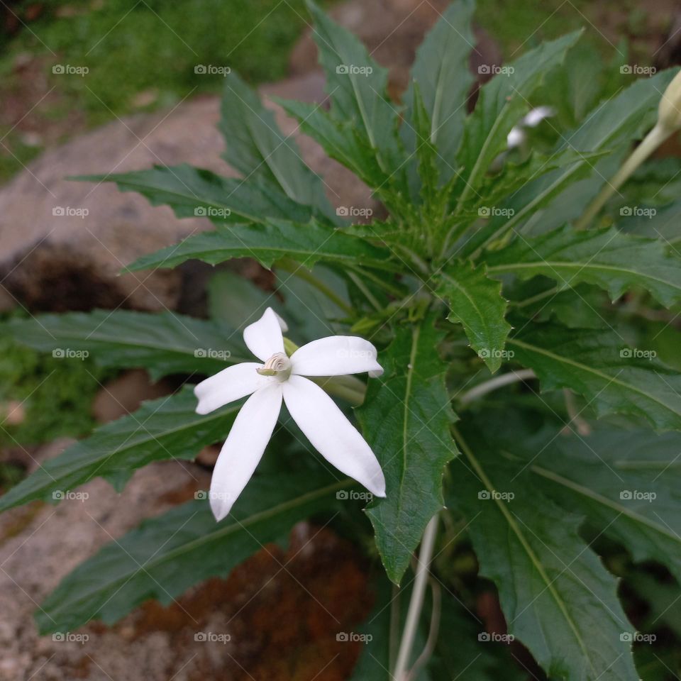 Isotoma longiflora is a medicinal plant in the form of an upright terna that reaches sixty cm in height.