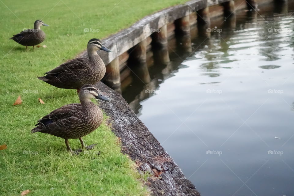 Ducks are taking a break near the lake.