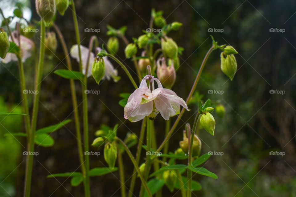 Achilles blooming in the garden