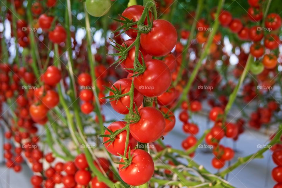 Lots of tomatoes