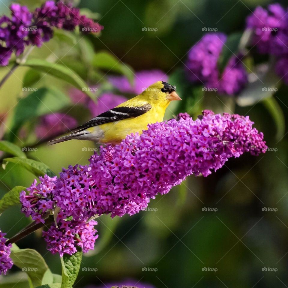 Goldfinch on a butterfly bush