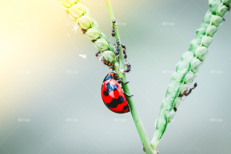 Lady bug in garden