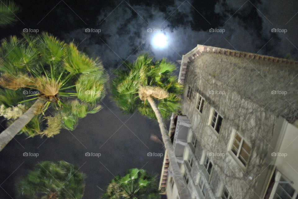 Moon and palm trees