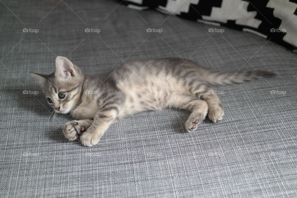 Bengal kitten