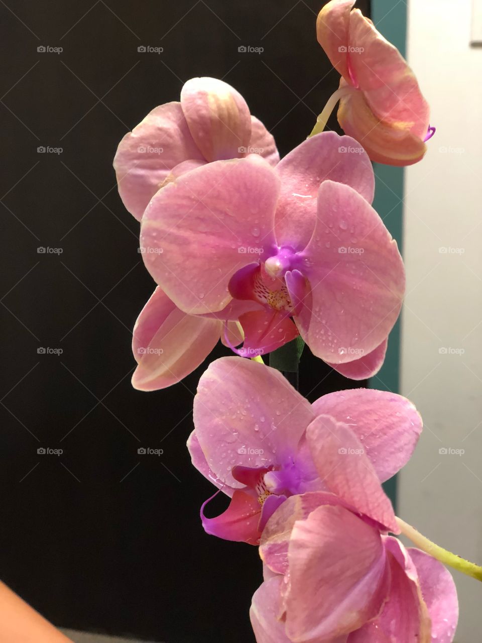 Love Orchids