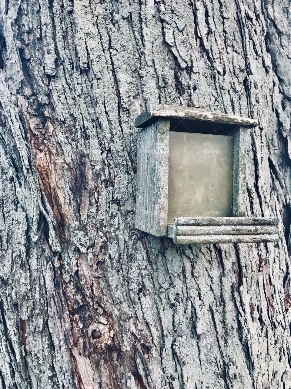 A bird house blended into the tree. 