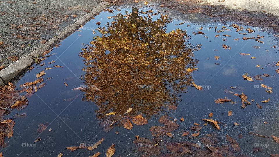 Autumn rain reflections 