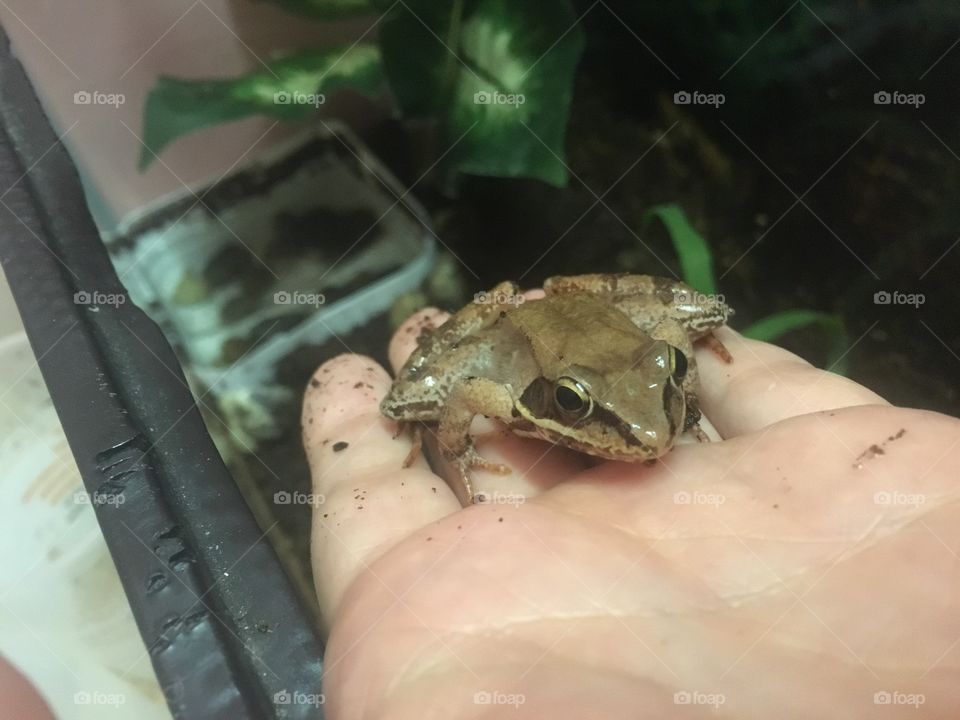 Wood frog (hexus)