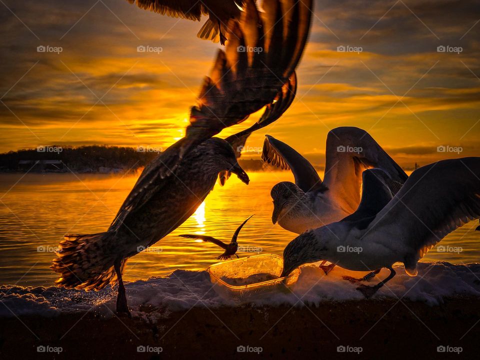 A bird family in the sunsets  .
Collecting food to their love ones,its good to see all this love .