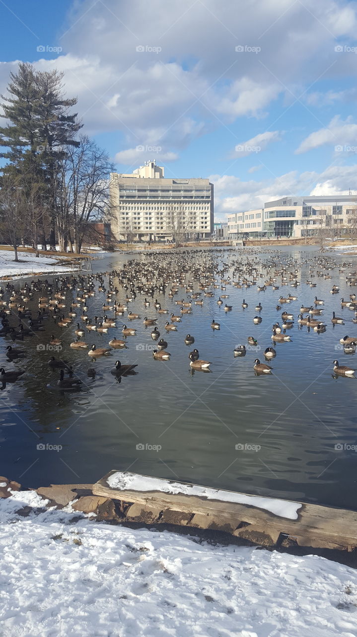 Geese on Pond