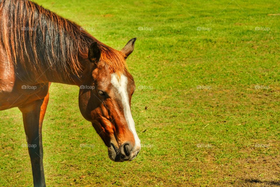 Brown Horse eating grass in a field 