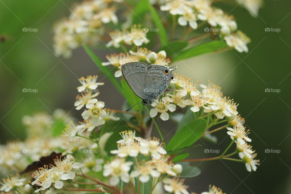 Beautiful and cute butterfly