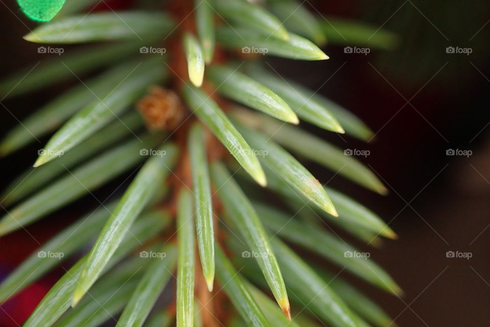 Close-up of pine tree