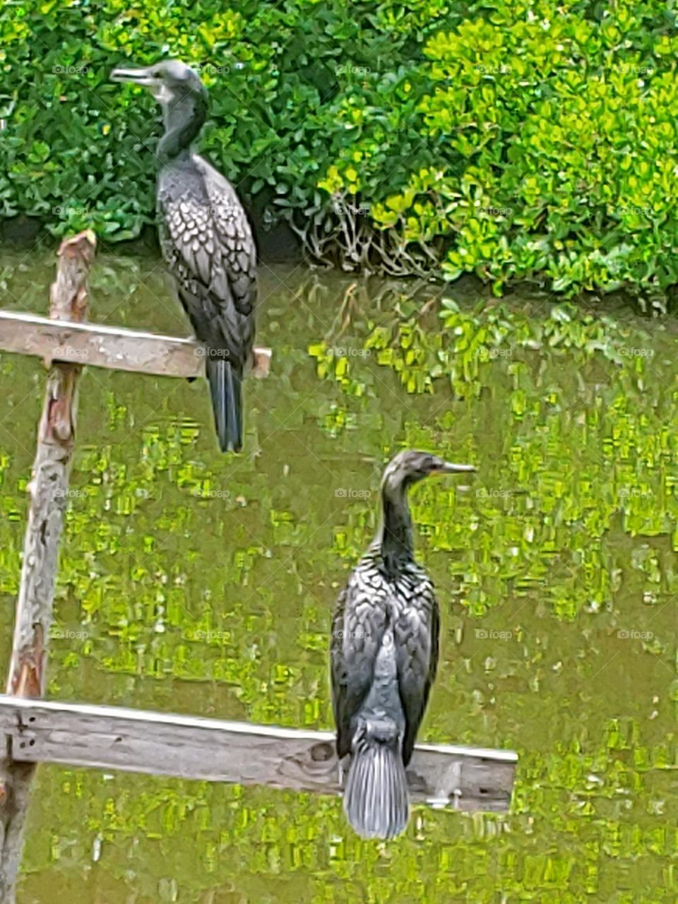 cormorant captured