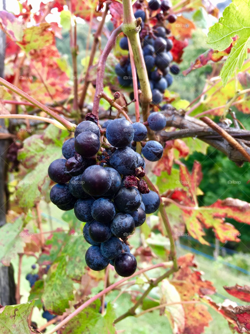 vineyard of black grapes, Spina Verde Regional Park, Cavallasca, Como