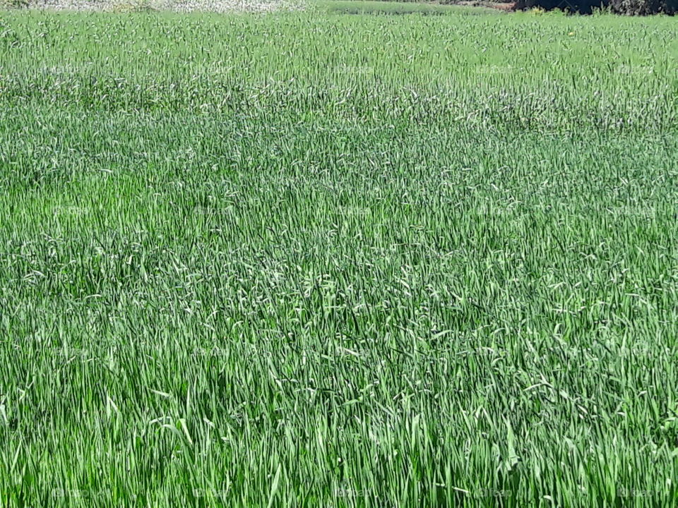 Field, Grass, Hayfield, Growth, Flora