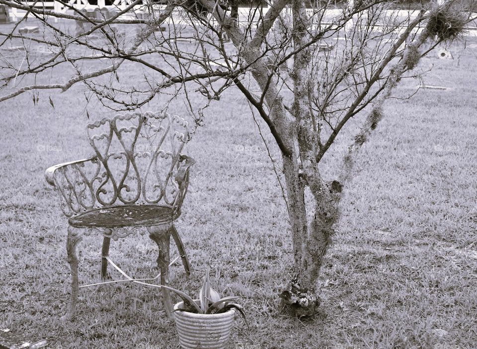 A black and white image of a wrought iron bench near a small oak tree and a potted plant