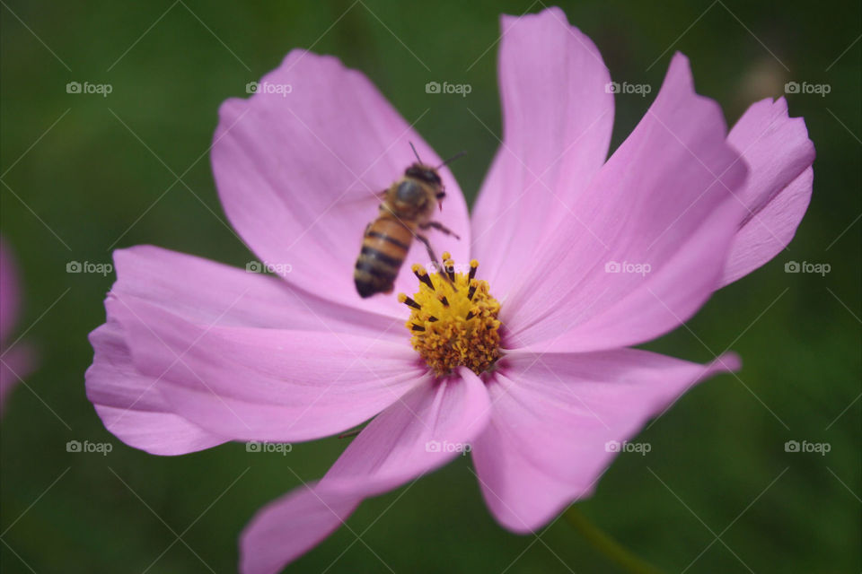 Micro shot bee on flower 