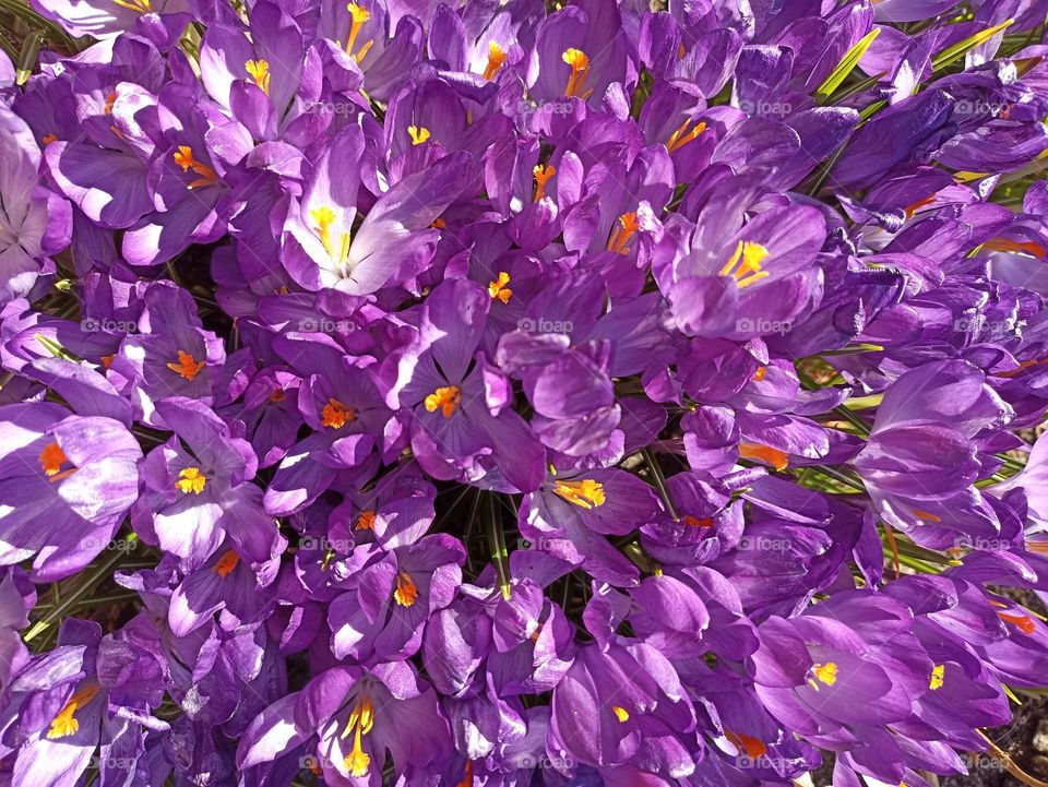 purple 💜 crocuses