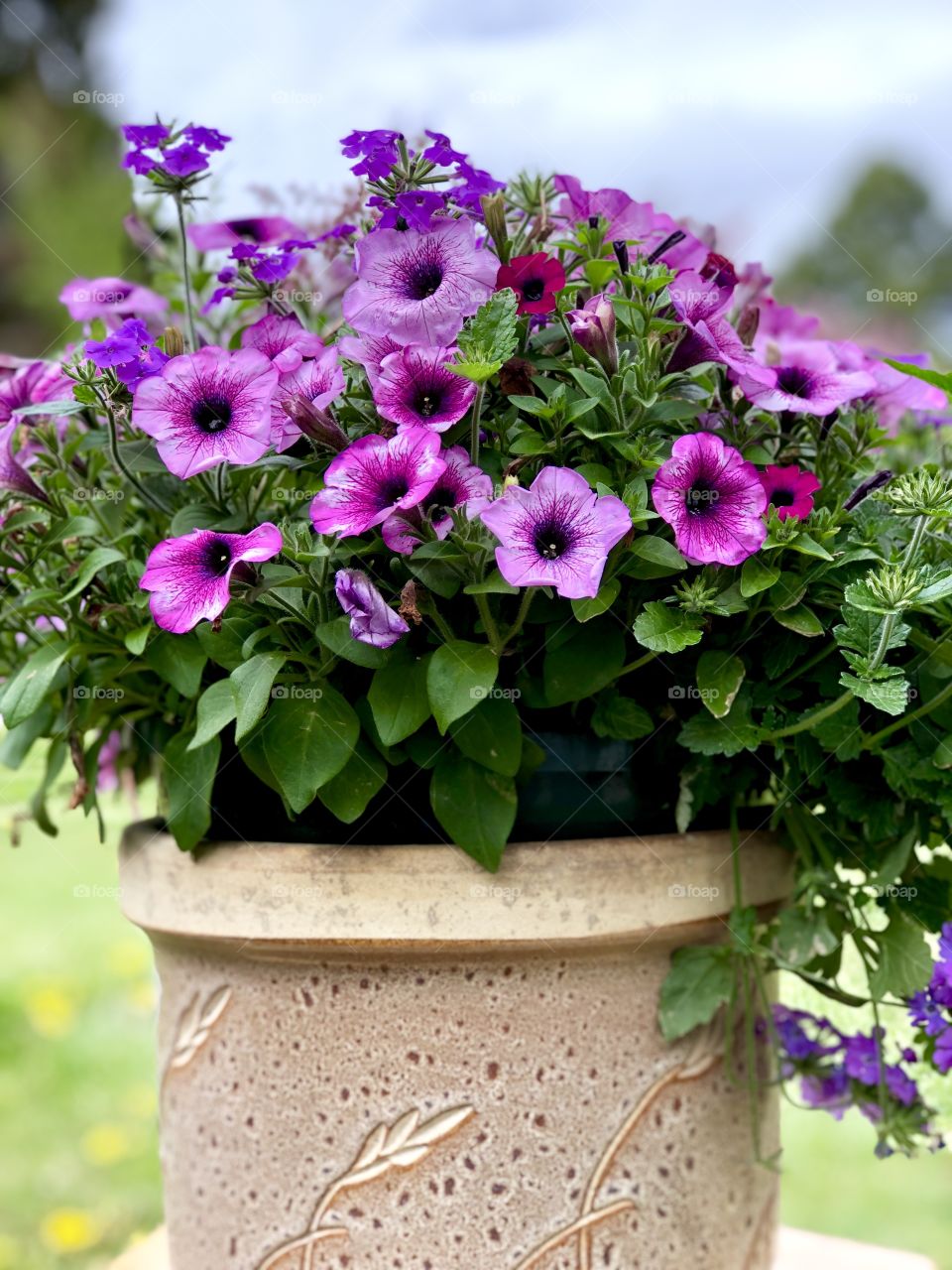 Purple and hot pink flowers against green leaves in a pot against a green background