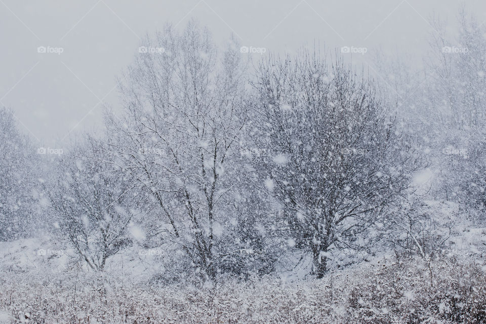 Meadow after heavy snowfall. Scenic wintery landscape of field of grass