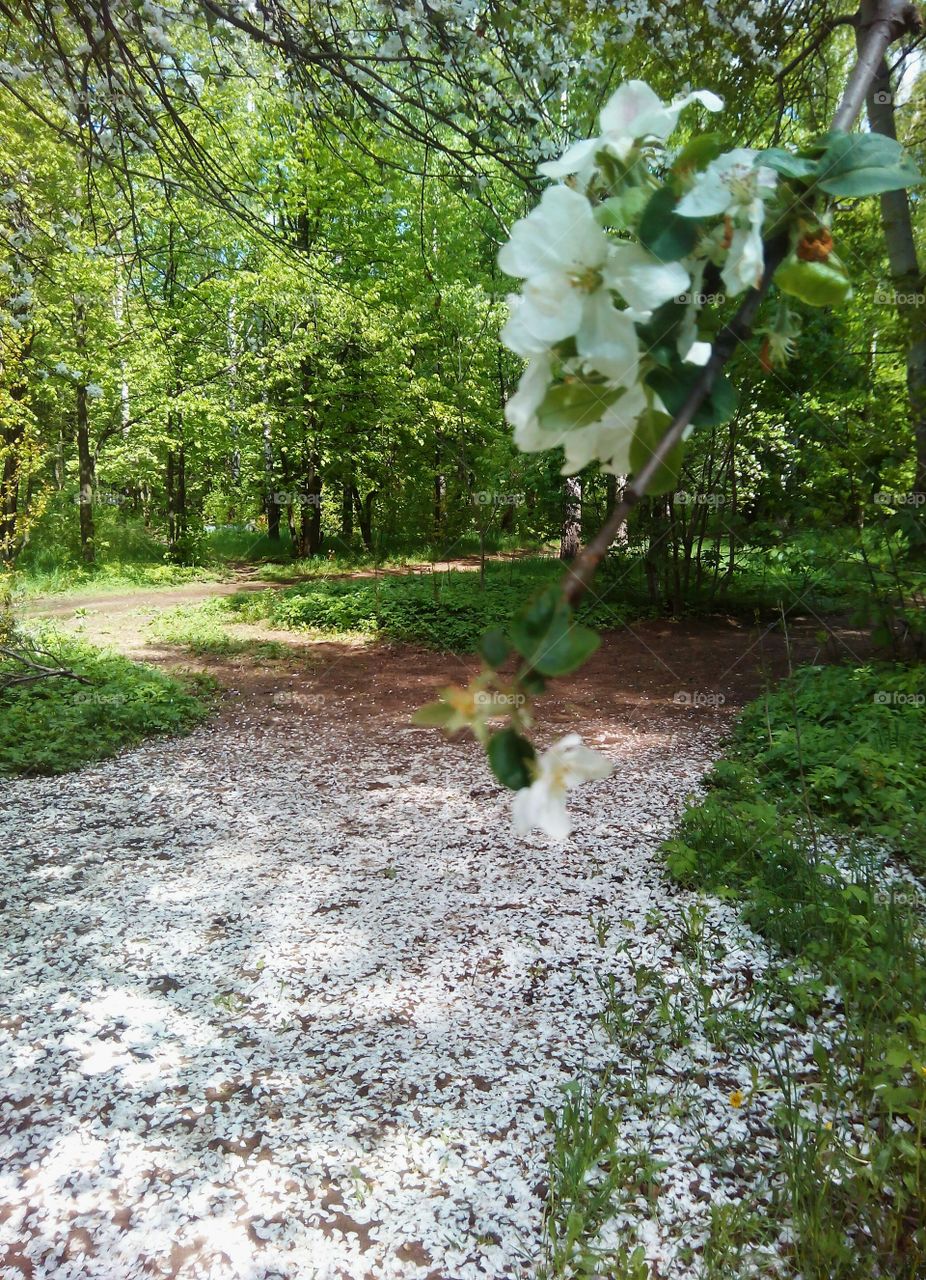 Flower, Nature, Leaf, Tree, Flora