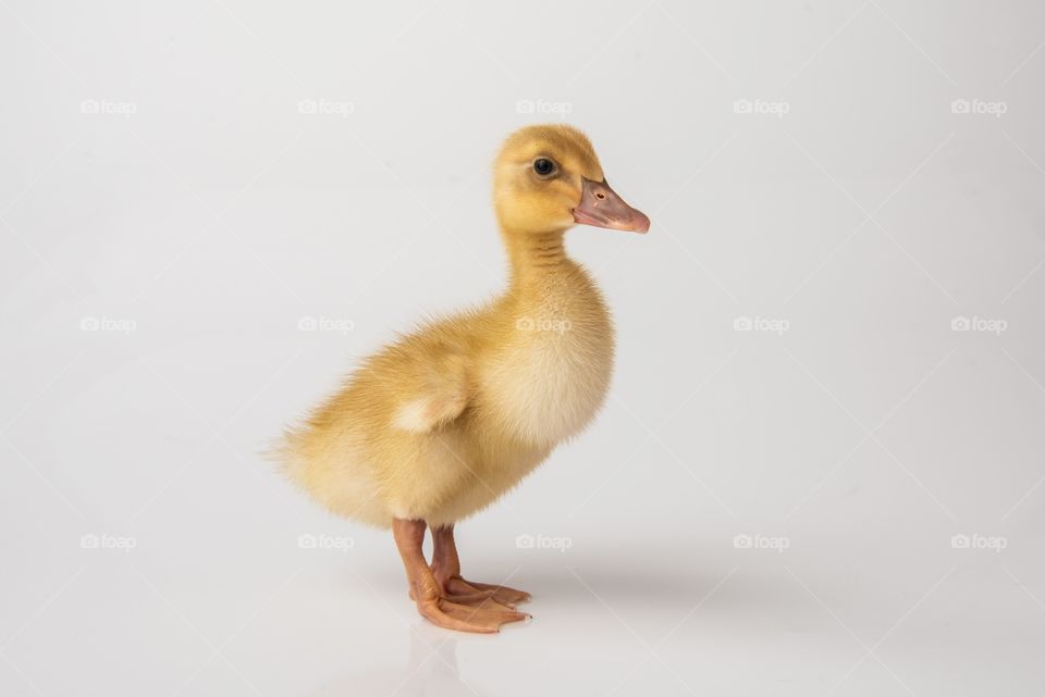 Cute baby duck