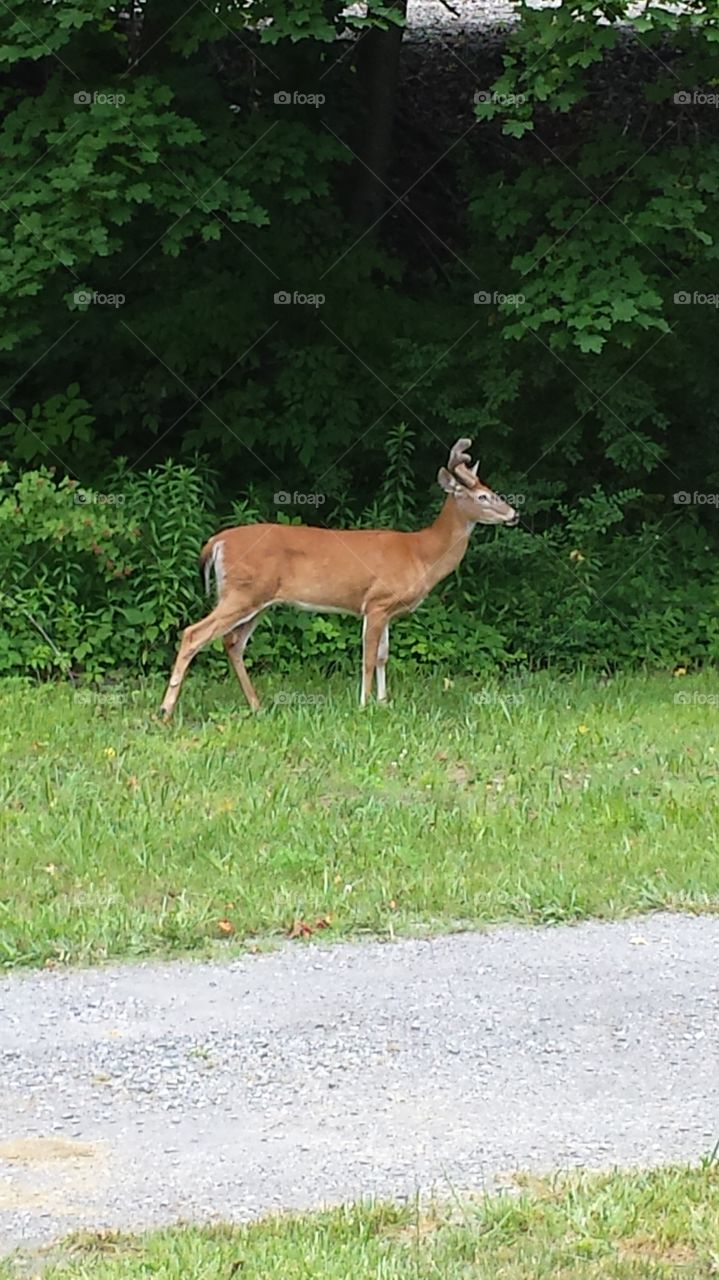 country life. deer wandering around in my back yard