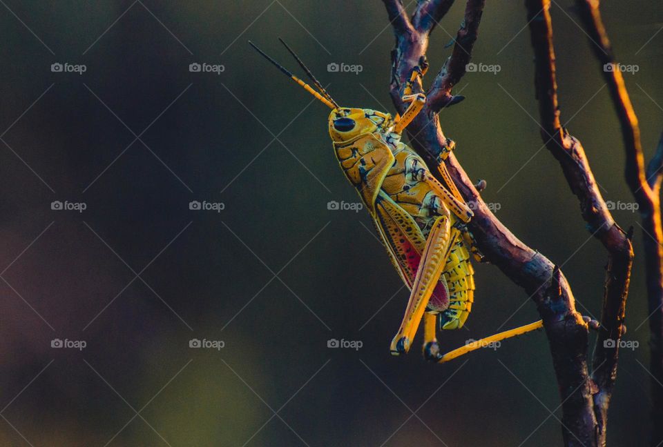 Beautiful photograph of insect grasshopper arthropod.