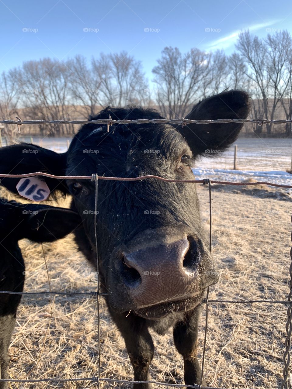 Eye-level with a curious black heifer poking her nose through a wire fence