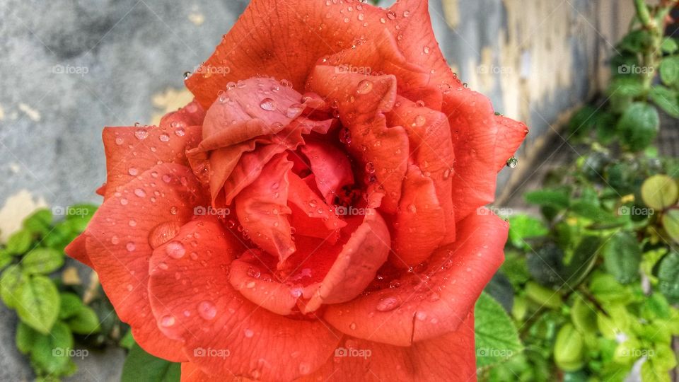 Spring reddish rose in a garden